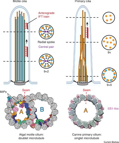  Age Insights: A Closer Look at Cilia De Lux's Years 