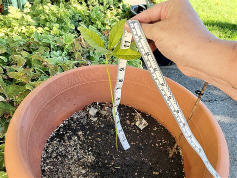  Caring for Your Avocado Tree: Pruning, Watering, and Fertilizing 