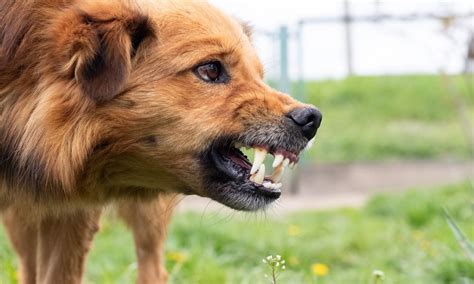  Deciphering the Significance behind Canine Aggression in Fantasies 