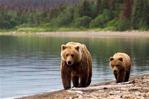  Destinations for Bear Enthusiasts: Top Spots to Witness Majestic Wild Bears around the Globe 