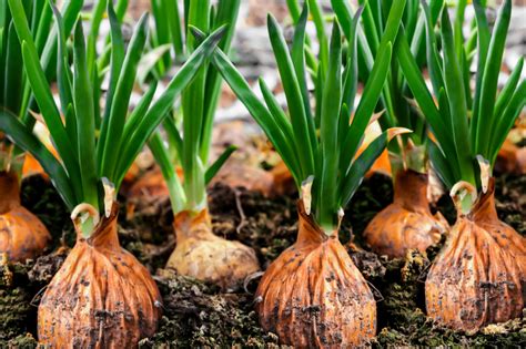  Essential Advice for Planting and Cultivating Onions 