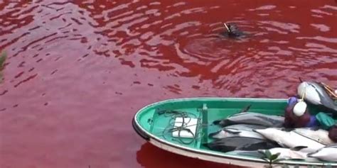  Exploring the Psychological Origins of Fantasizing about Dolphin Slaughter 