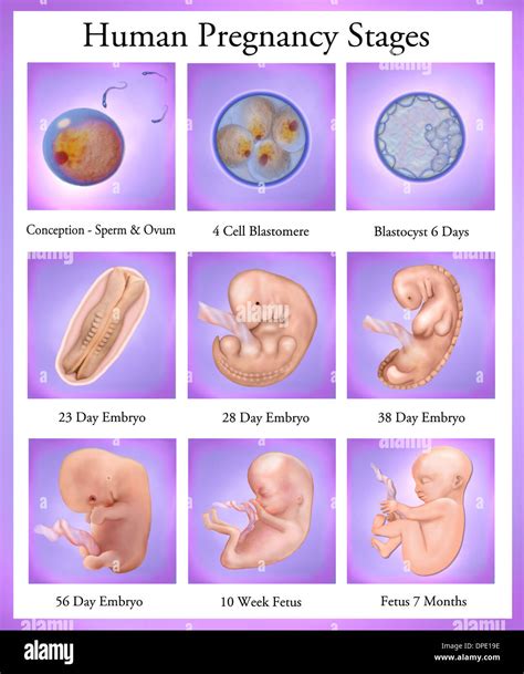  From Conception to Birth: Understanding the Stages of Pregnancy 