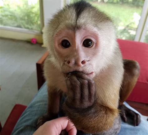  Seeking Advice from Experienced Primate Owners 