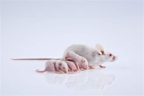  The Reason behind Expectant Mothers' Mouse-Themed Dreams 