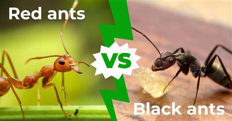  Understanding the Significance: Comparing Red and Black Ants in Dream Analysis 