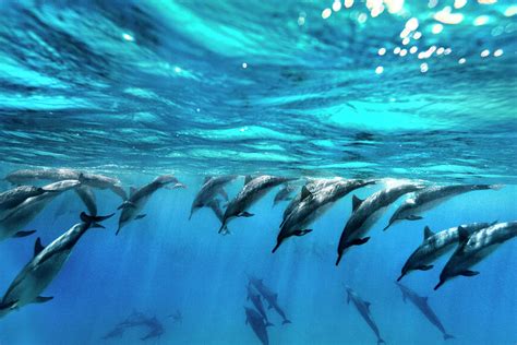 A Deep Dive into Dolphin Society: Understanding the Intricacies of Social Structures