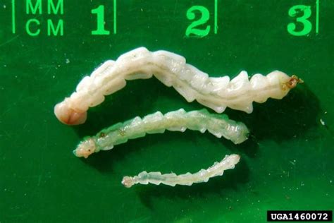 A Deeper Exploration of the Lively Emerald Hue of Larvae