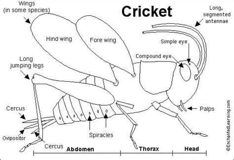 A Fascinating Creature: Understanding the Anatomy of the Mysterious Black Cricket