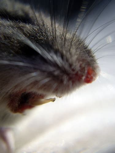 A Glimpse into Mortality: Analyzing the Visions of a Fading Pet Rodent