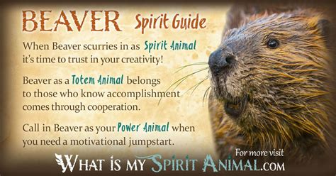 A Journey Through Cultural and Spiritual Perspectives on the Symbolic Significance of Beaver
