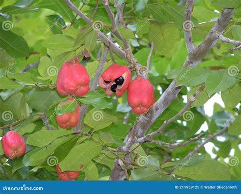 Ackee in Jamaican Folklore: Understanding Dreams of Ackee Trees