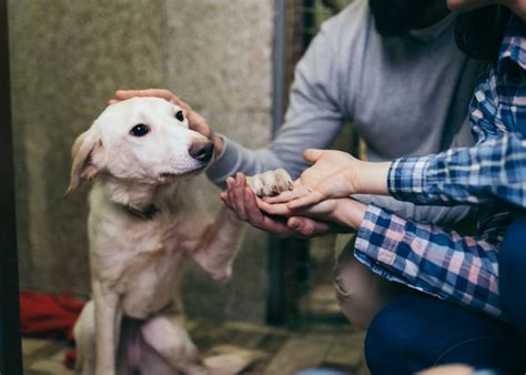 Adopting a Dog from a Shelter: What to Know