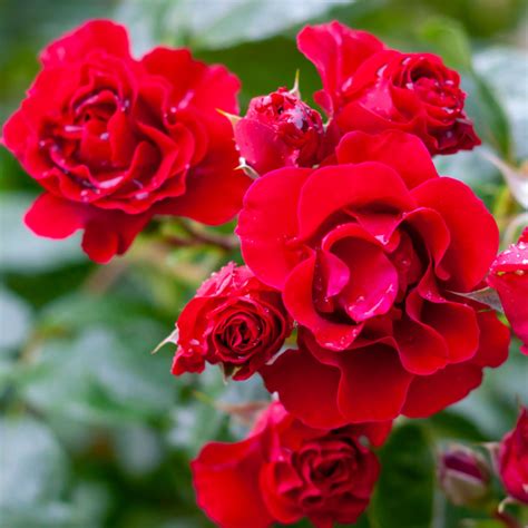 Alluring Symbolism: A Closer Look at the Enigmatic Secrets of Blooming Roses