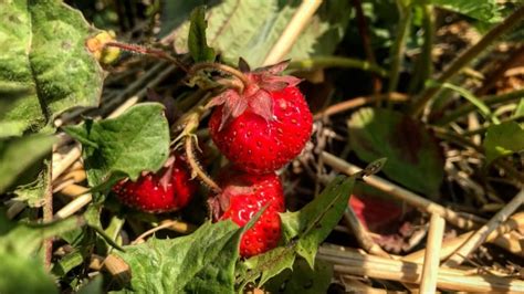 Analyzing the Cultural Significance of Strawberries in Dreaming Traditions