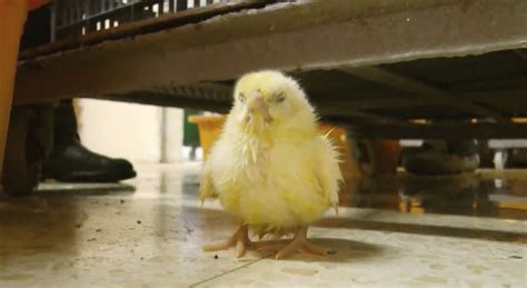 Analyzing the Disturbing Omen of Baby Chicks in Dreams