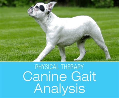 Analyzing the Various Potential Significations of Canine Birthing Dreams