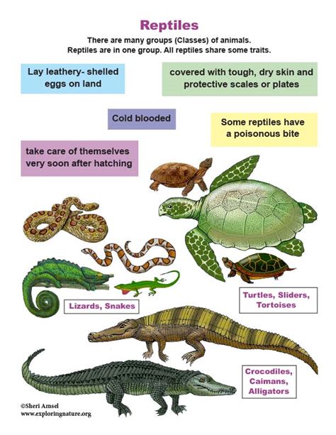 Anatomy and Characteristics: The Unique Qualities of a Multicolored Reptile