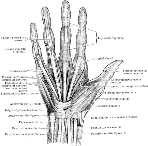 Anatomy of the Left Hand