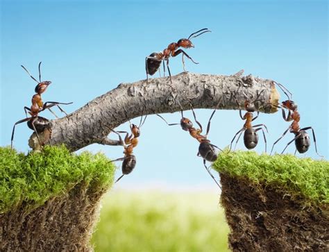 Ants as Symbols of Diligence and Hard Work