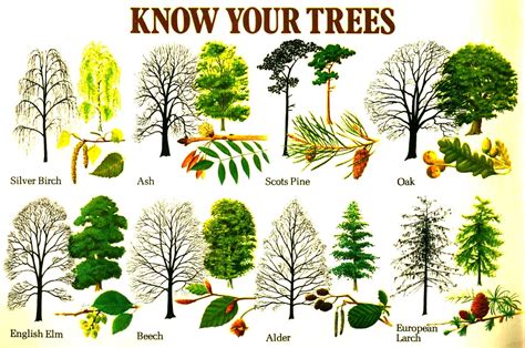 Assessing Your Outdoor Space: Identifying Trees for Removal