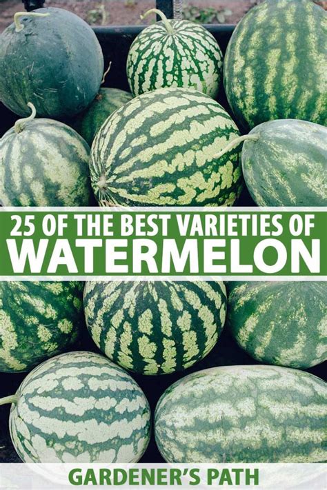 Availability and Market Demand: Is the Elusive Watermelon Variety Easy to Find?