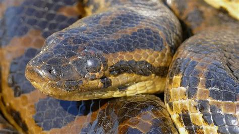 Behaviors and Habits of the Yellow Anaconda