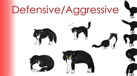 Beyond the Literal: Symbolism of Feline Encounters and their Aggressive Essence