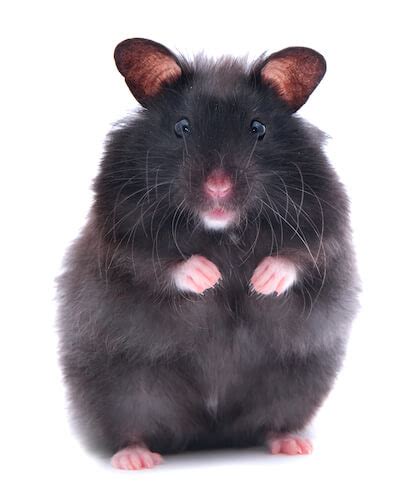 Black Hamsters as Harbingers of Transformation and Renewal