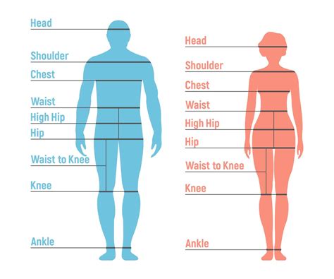 Body Measurements and Height: