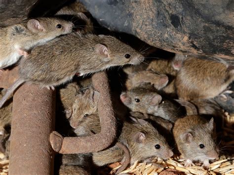 Can Visions of Regurgitating Rodents Reflect Real-life Dilemmas?