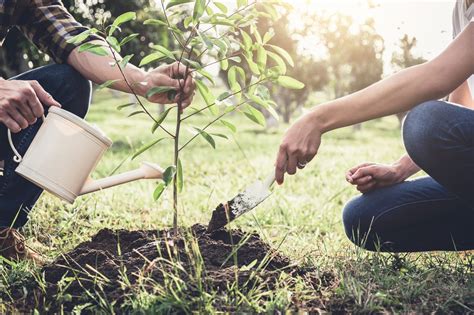 Choosing and Planting New Trees: Revitalizing Your Outdoor Space