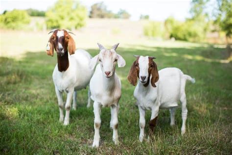 Choosing the Perfect Goat Breed to Complement Your Lifestyle