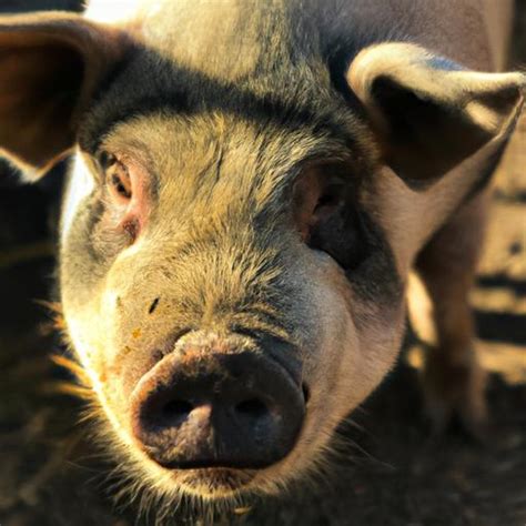 Choosing the Perfect Porcine Companion: Finding the Ideal Piglet for Your Family