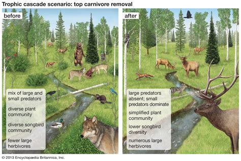 Climate Change's Impact on Predator-Prey Dynamics and Trophic Cascades