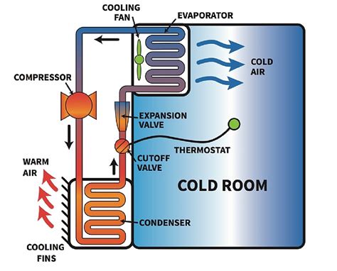 Cold Rooms for Cooling Off: Investigating the Role of Cold in Temperature Control