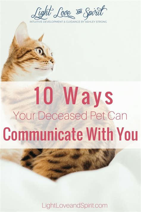 Communicating with Your Deceased Feline Companion