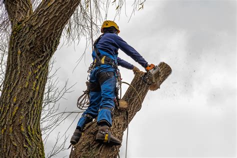 Comparing DIY and Professional Tree Removal: Advantages and Disadvantages