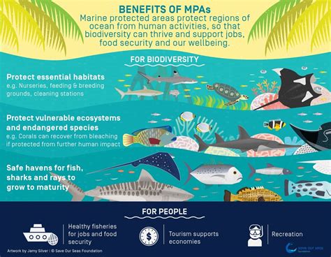 Conservation Efforts: Protecting the Magnificent Marine Life
