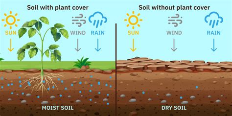 Conserving Water and Reducing Soil Erosion: Sustainable Farming Techniques