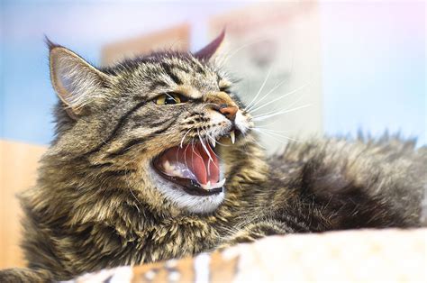 Coping Strategies and Techniques for Dealing with Disturbing Feline Aggression Nightmares