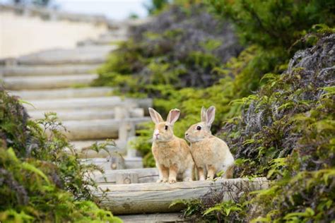 Coping with Loss: Understanding the Psychological Implications of Dreaming about a Departed Rabbit