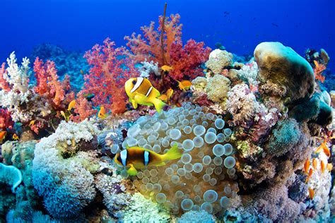 Coral in Nature: Exploring the Inspiration from Coral Reefs