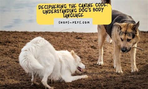 Cracking the Code: Deciphering Canine Reveries