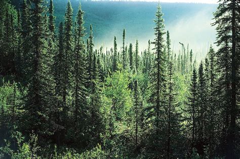 Cracking the Code: Unveiling the Enigmatic Significance of Descending Coniferous Trees
