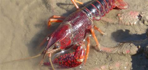 Crayfish in Dreams: Unraveling the Symbolism of Concealed Feelings
