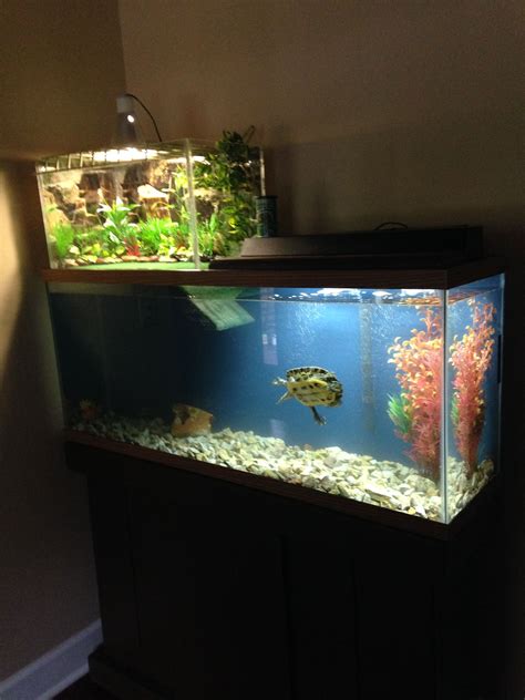 Creating an Ideal Habitat for Your Aquatic Pets