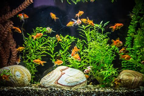 Creating an Ideal Habitat for your Petite Goldfish