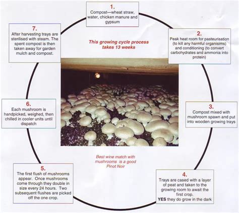 Creating the Optimal Environment for Mushroom Growth