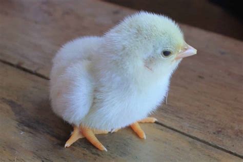 Cultural Significance: The Symbolism of Baby Chicks in Various Traditions